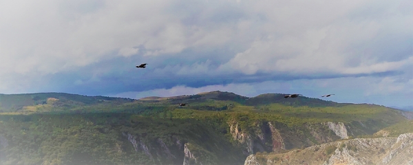 Birdwatching (Birding) Serbia