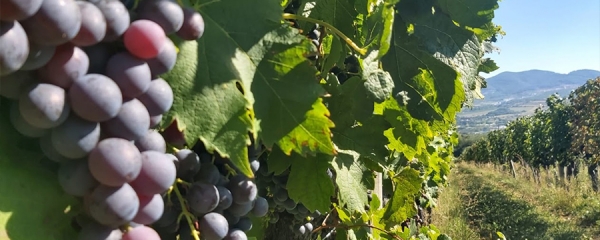 Serbia Wine Regions